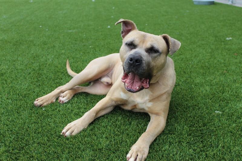 Enlarge Fred, a Adoptable mixed breed in Jackson, TN image 2/6