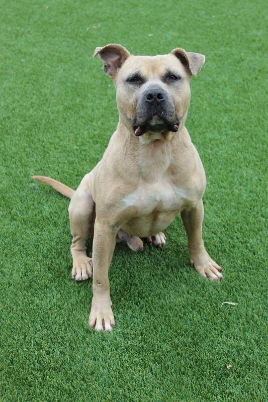 Enlarge Fred, a Adoptable mixed breed in Jackson, TN image 3/6