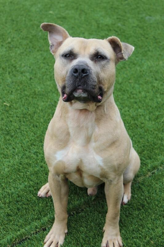 Enlarge Fred, a Adoptable mixed breed in Jackson, TN image 4/6