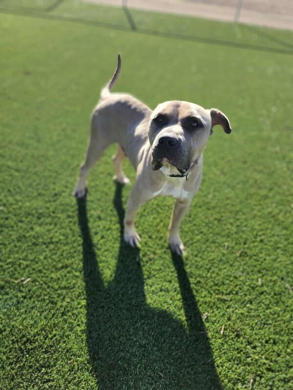 Enlarge Fred, a Adoptable mixed breed in Jackson, TN image 5/6
