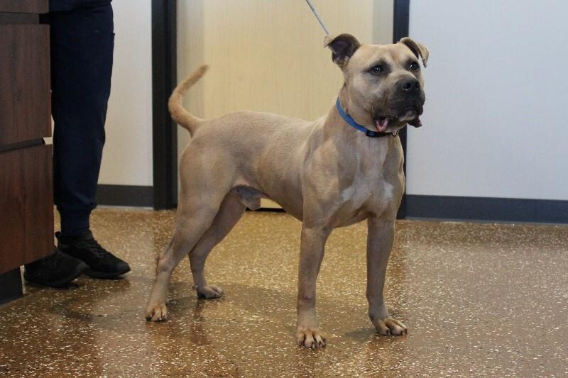 Enlarge Fred, a Adoptable mixed breed in Jackson, TN image 6/6