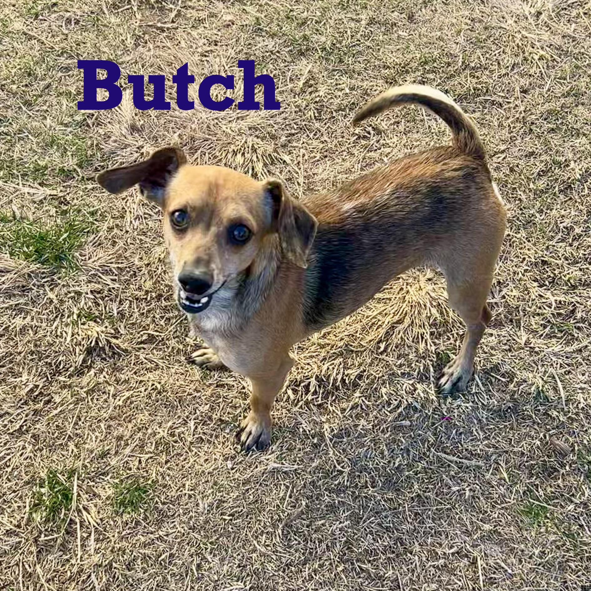 Butch, Adoptable, Adult Male Miniature Dachshund & Chihuahua.