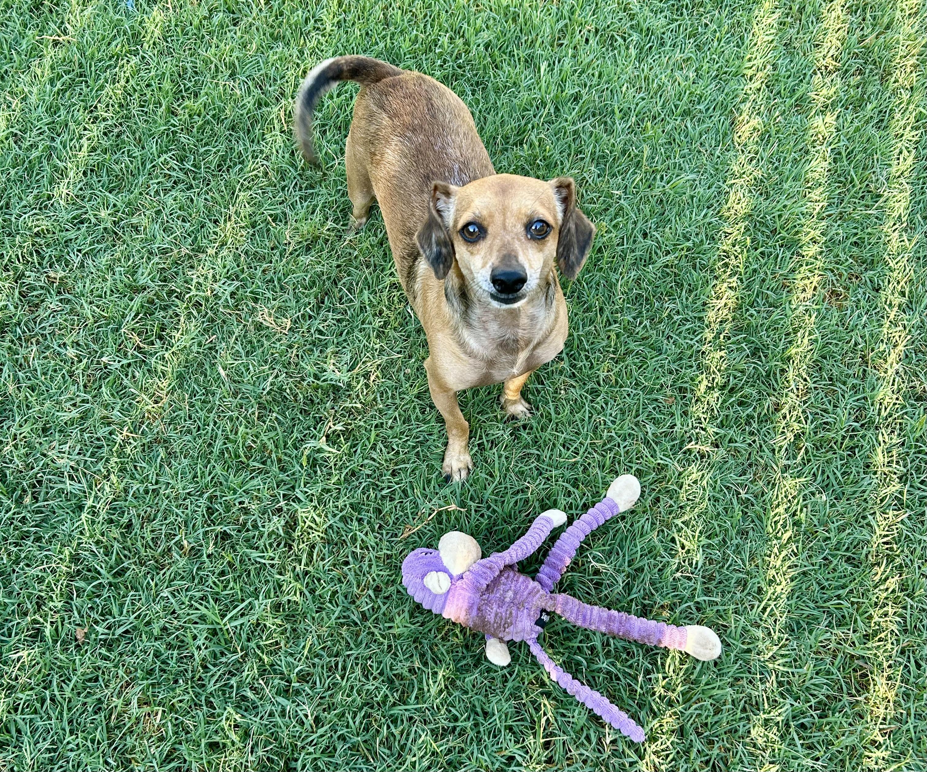 Butch, a Adoptable mixed breed in Chickasha, OK image 1/3