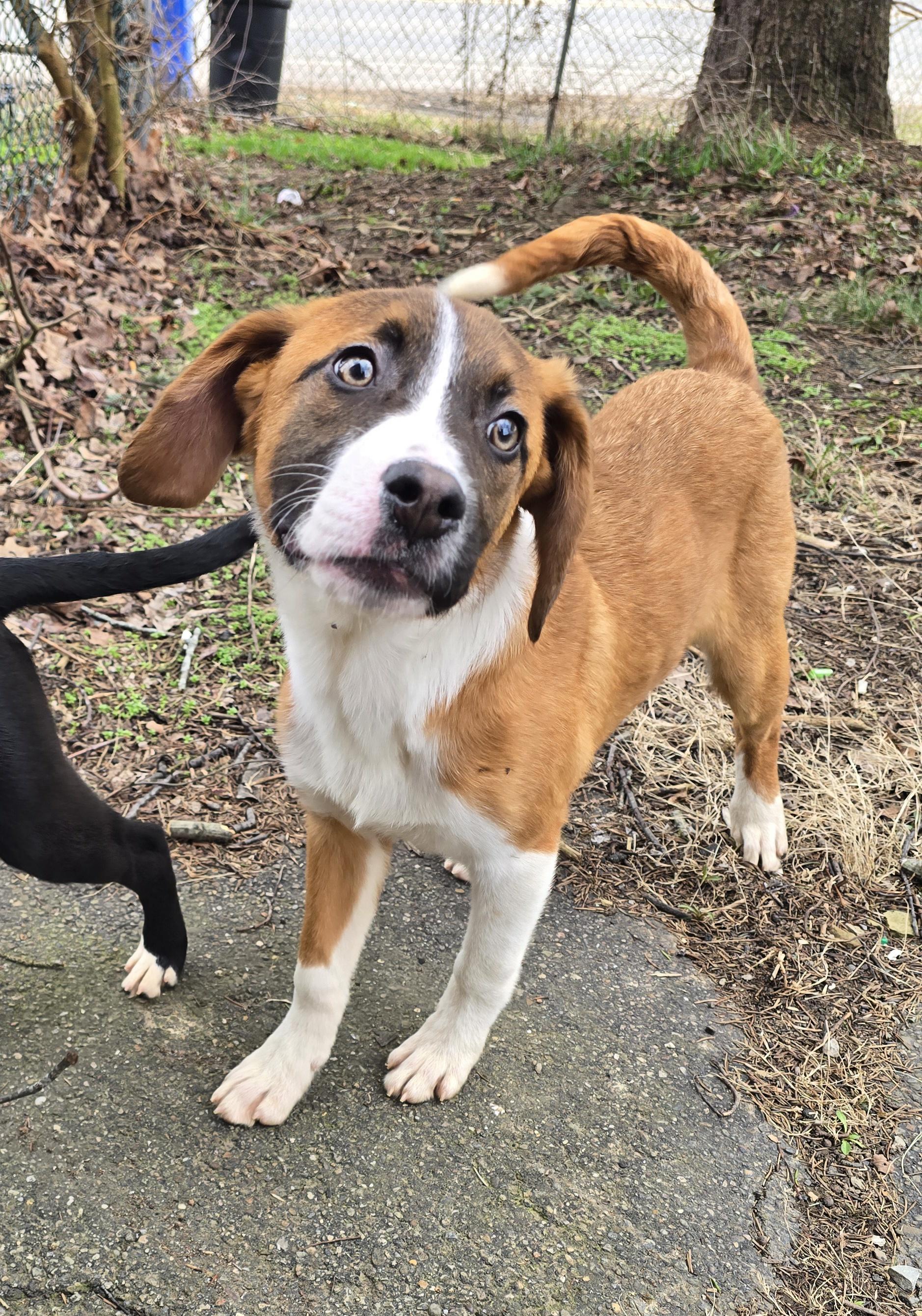 Enlarge Colter, an adopted mixed breed in Elizabeth, PA image 1/5