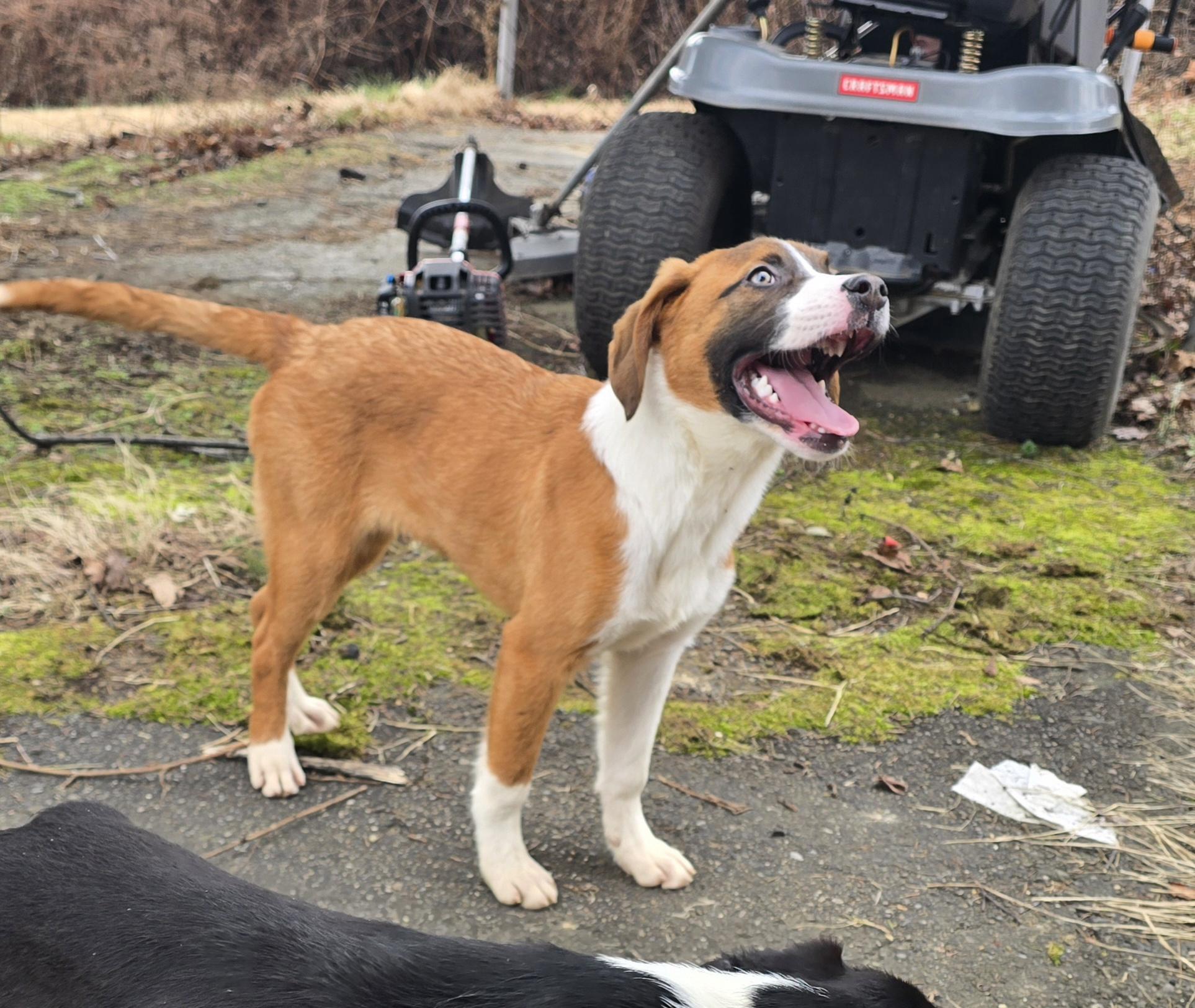 Enlarge Colter, an adopted mixed breed in Elizabeth, PA image 4/5