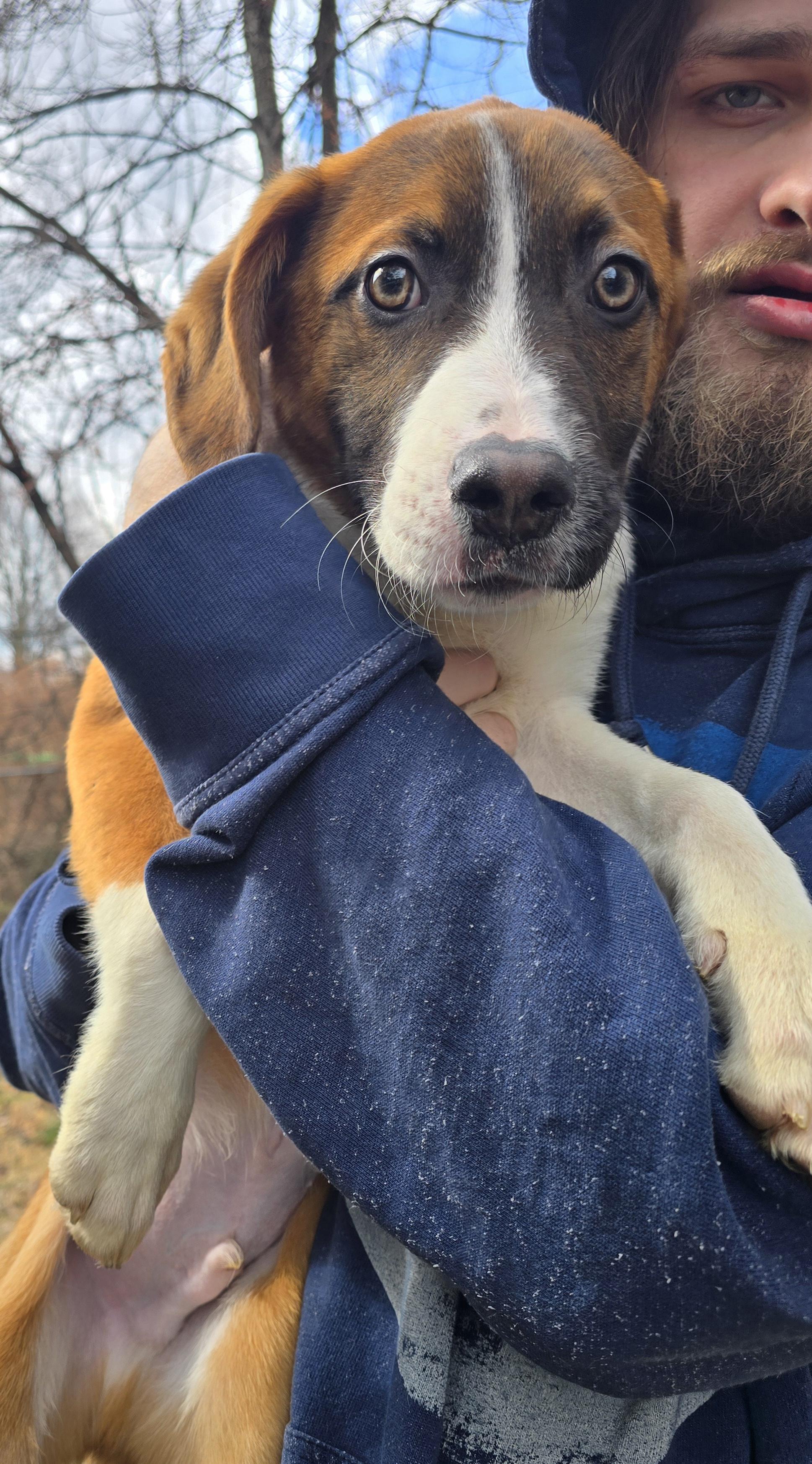 Enlarge Colter, an adopted mixed breed in Elizabeth, PA image 5/5