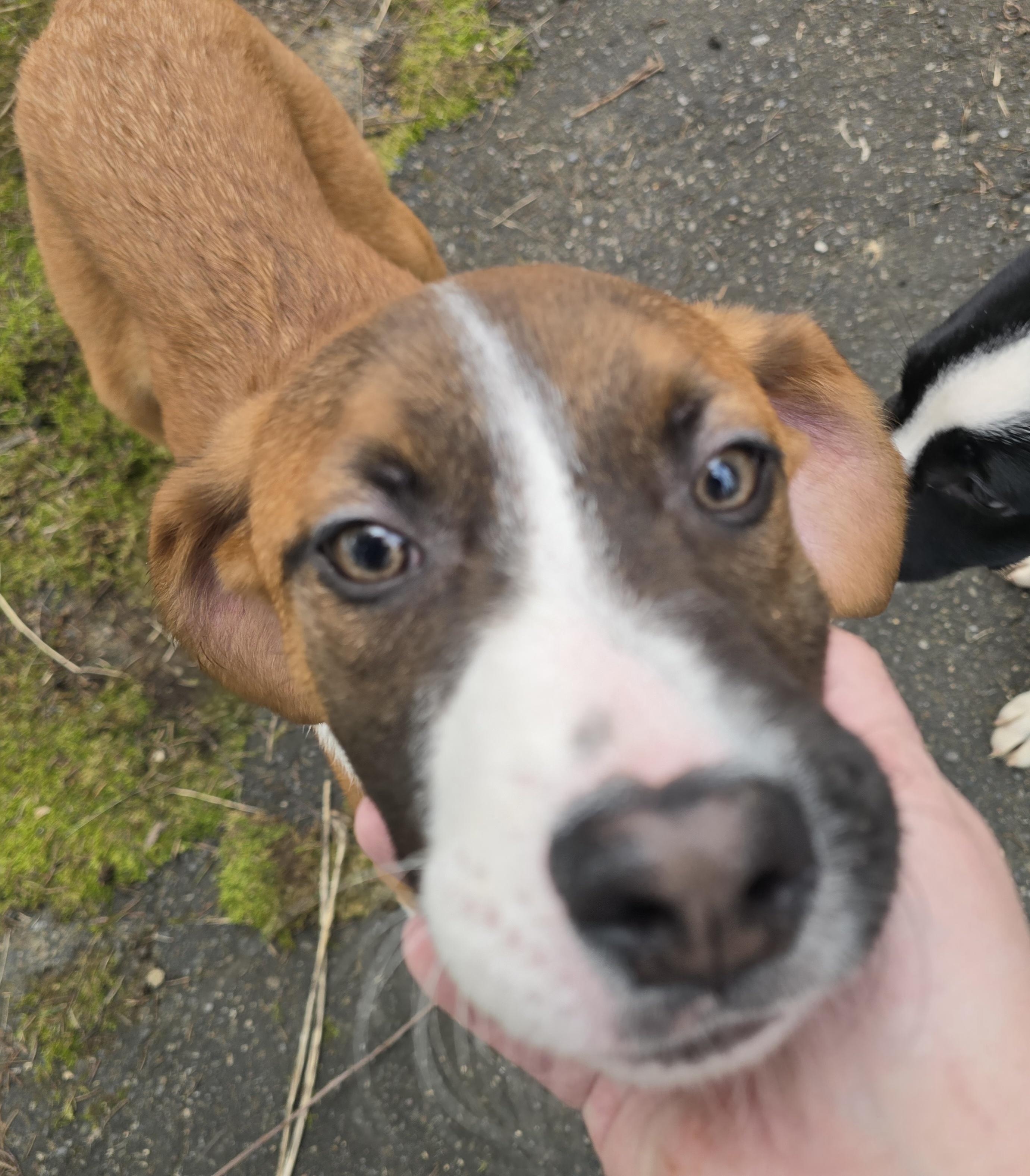 Enlarge Colter, an adopted mixed breed in Elizabeth, PA image 2/5