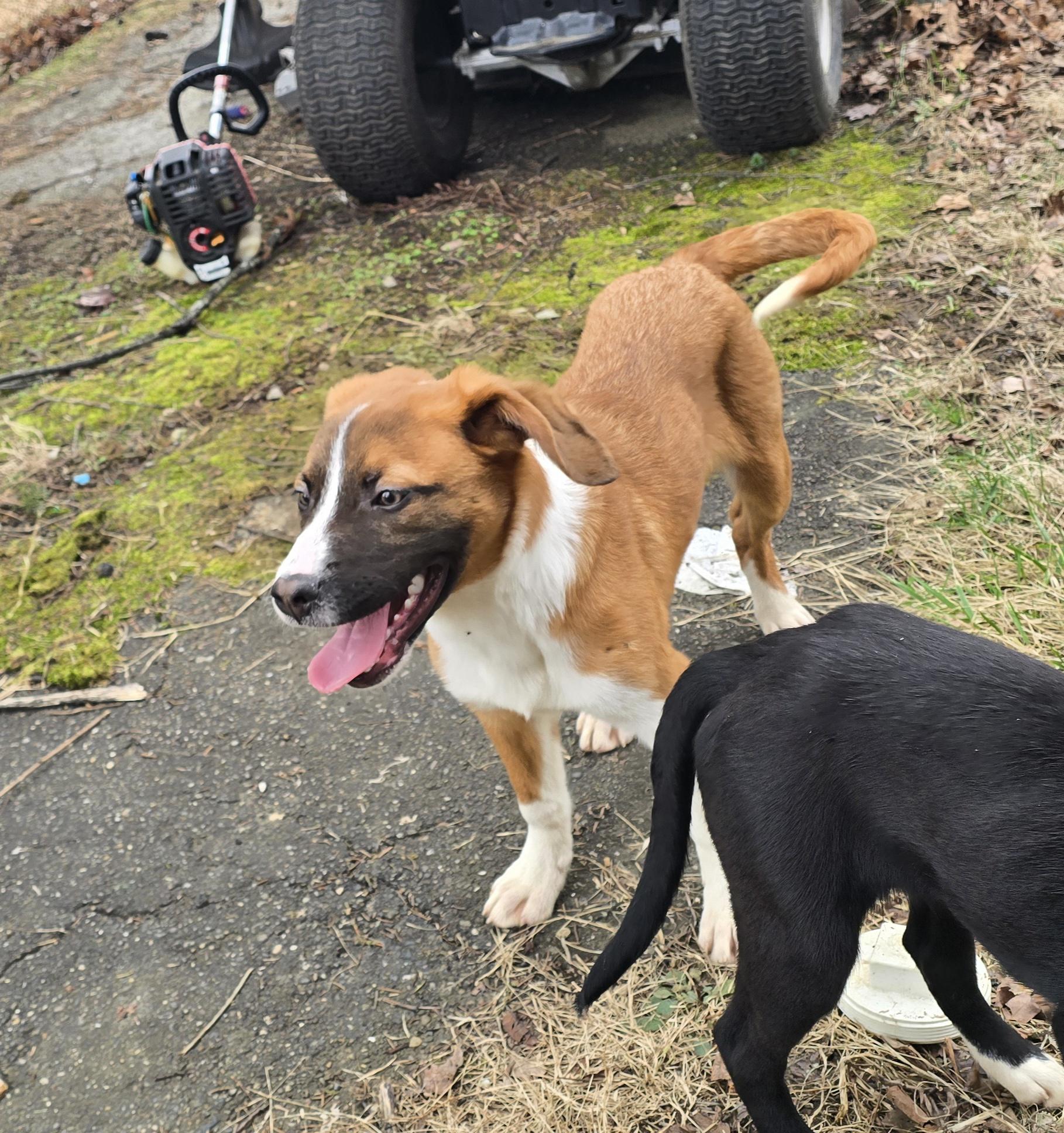 Enlarge Colter, an adopted mixed breed in Elizabeth, PA image 3/5