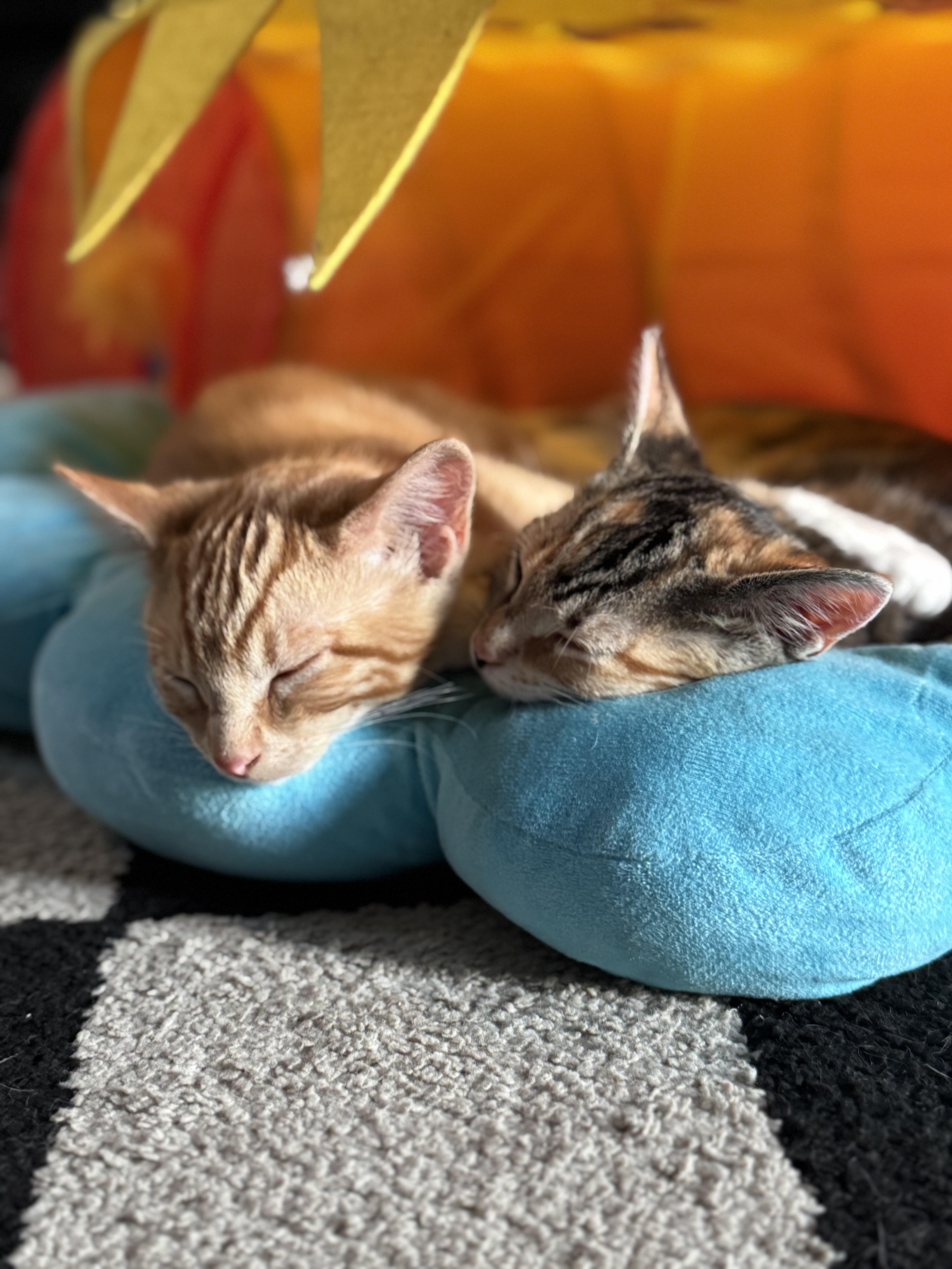 Buzz and Jessie American Shorthair Cat