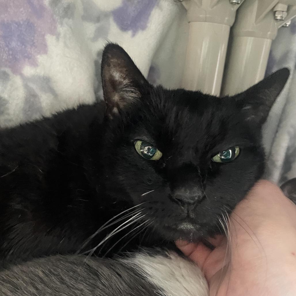 Belize, a Adoptable Domestic Short Hair in Chicago, IL image 1/5