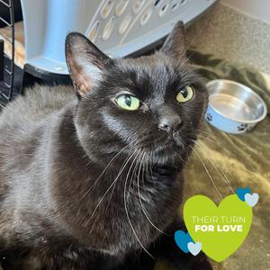 Belize, Adoptable, Senior Female Domestic Short Hair.