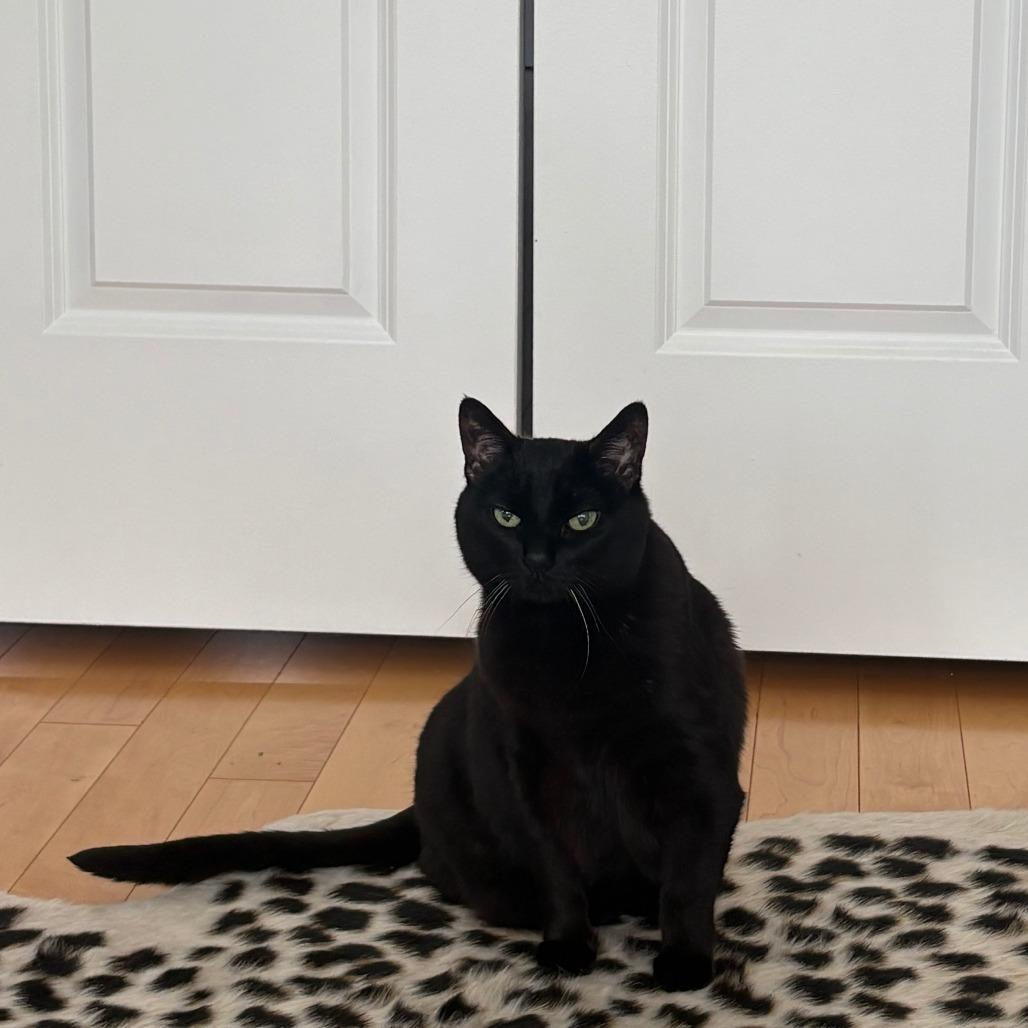Belize, Adoptable, Senior Female Domestic Short Hair.