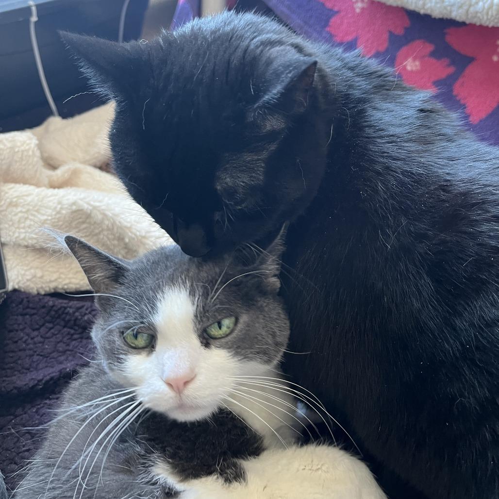 Belize, a Adoptable Domestic Short Hair in Chicago, IL image 3/5