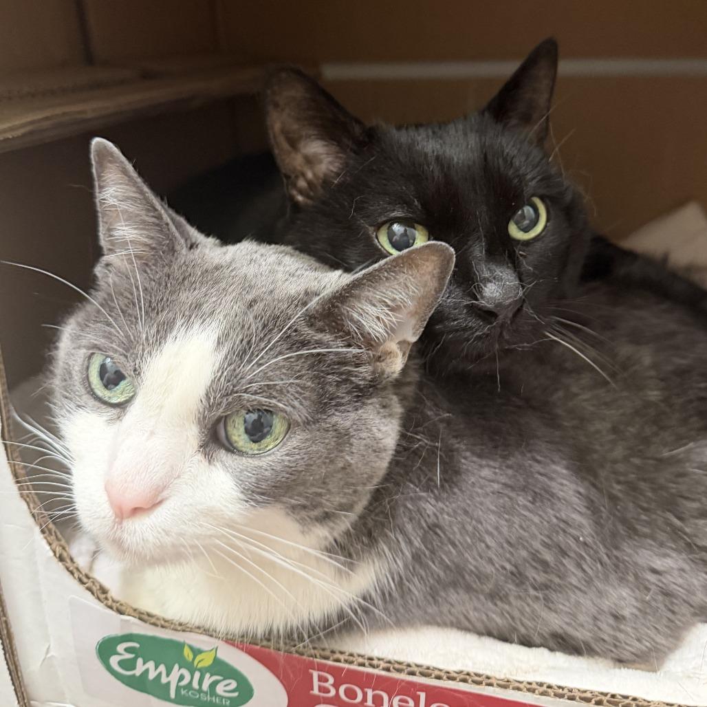 Belize, a Adoptable Domestic Short Hair in Chicago, IL image 4/5