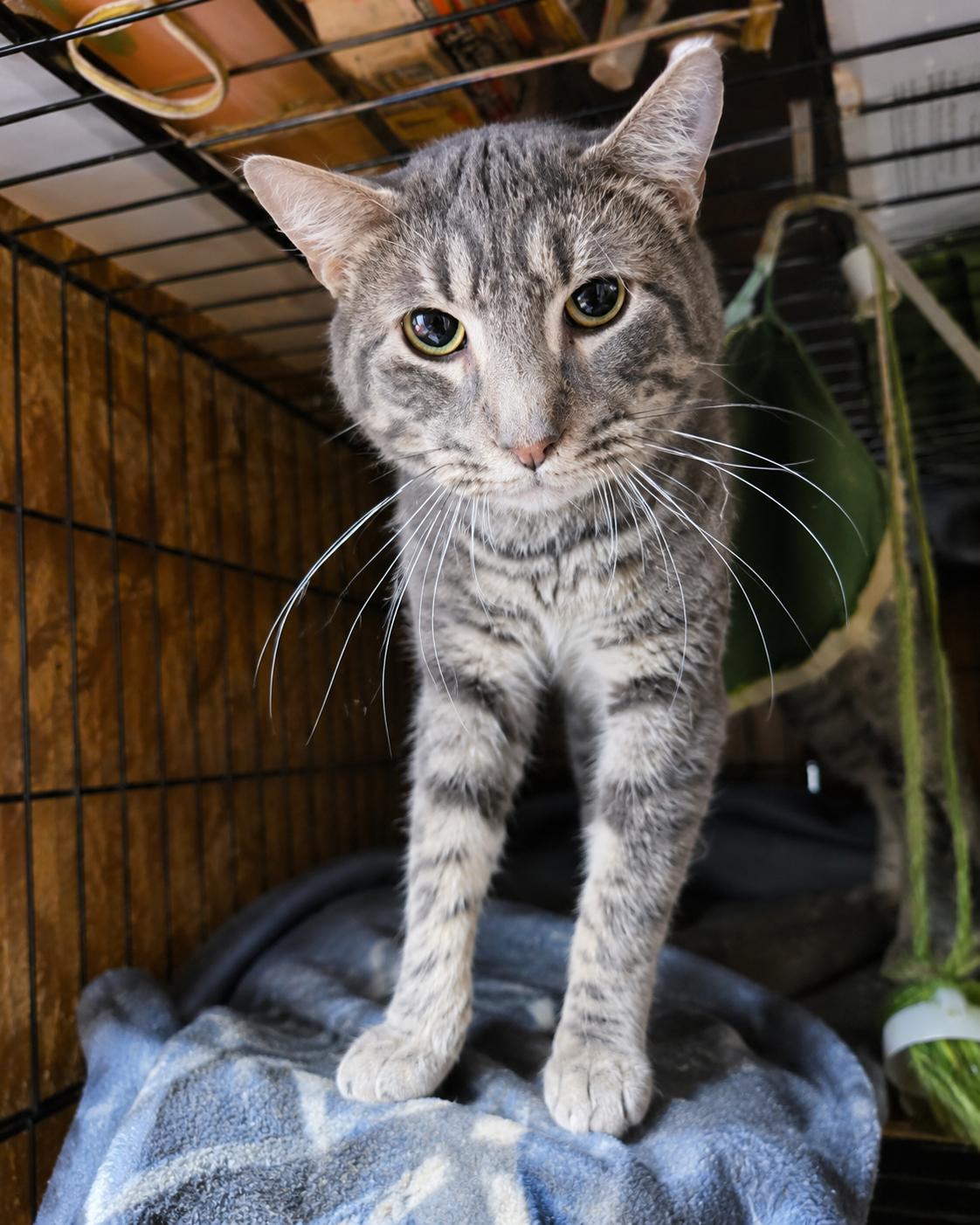 Enlarge Bloomberg, a Adoptable American Shorthair in Polk city, FL image 2/2