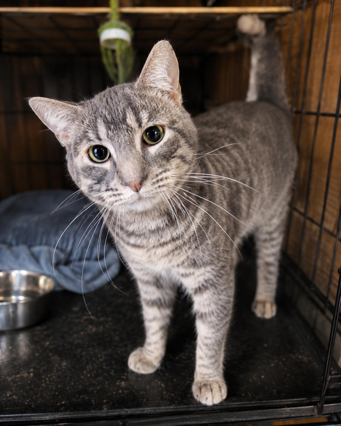 Bloomberg, Adoptable, Adult Male American Shorthair.