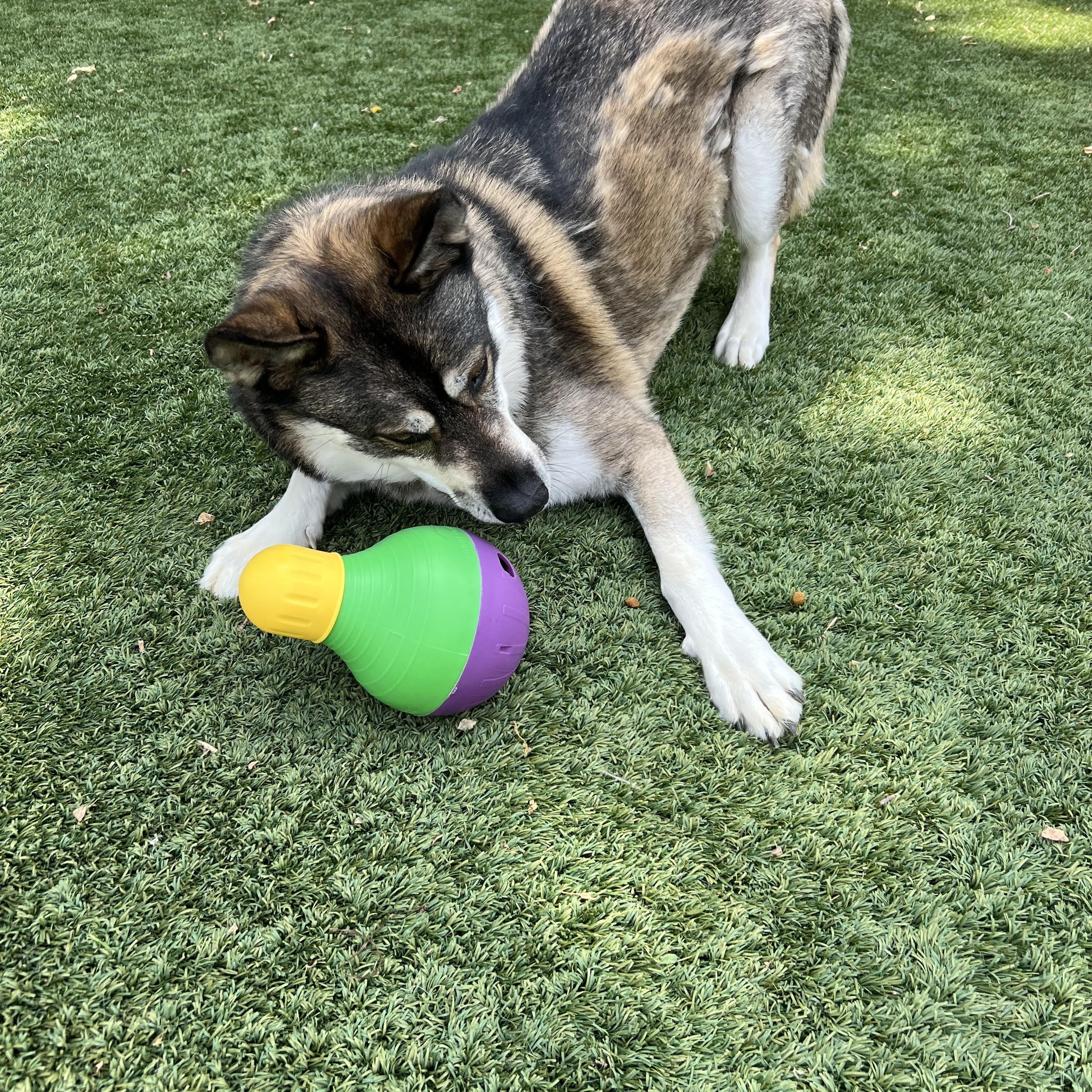Major, a Adoptable mixed breed in Spencer, IA image 4/4