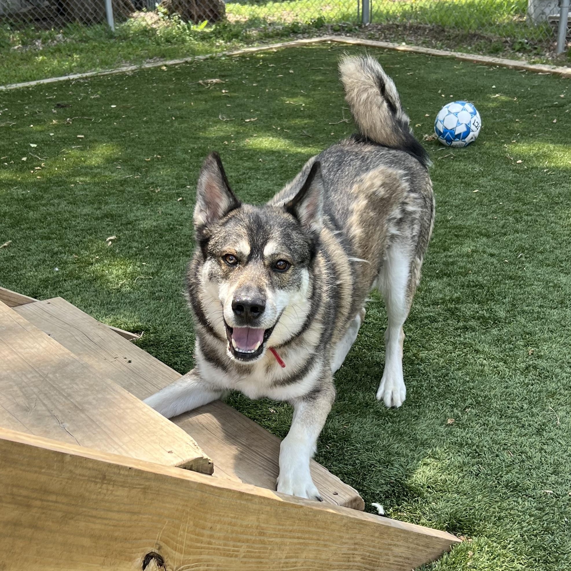 Major, a Adoptable mixed breed in Spencer, IA image 3/4
