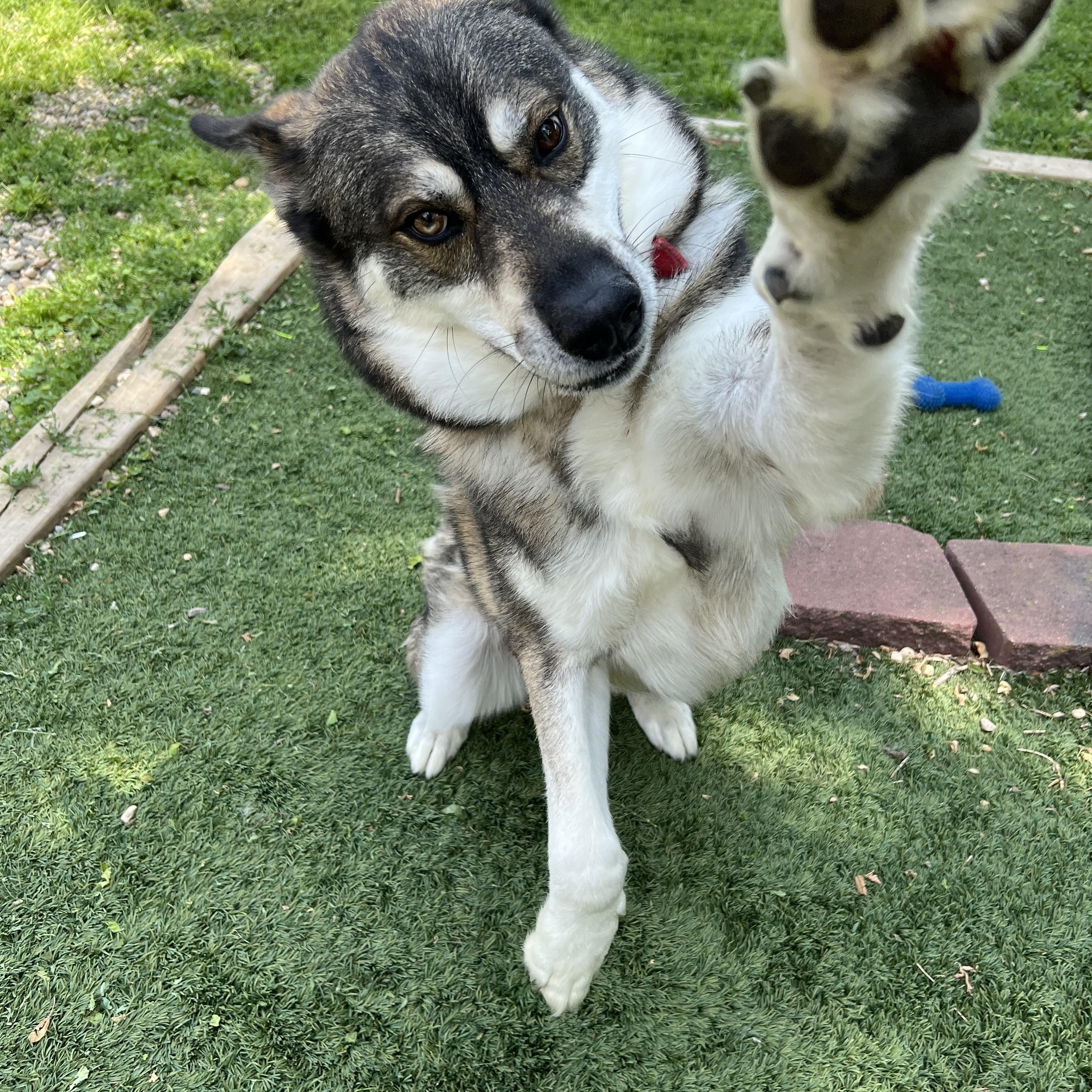 Major, a Adoptable mixed breed in Spencer, IA image 2/4