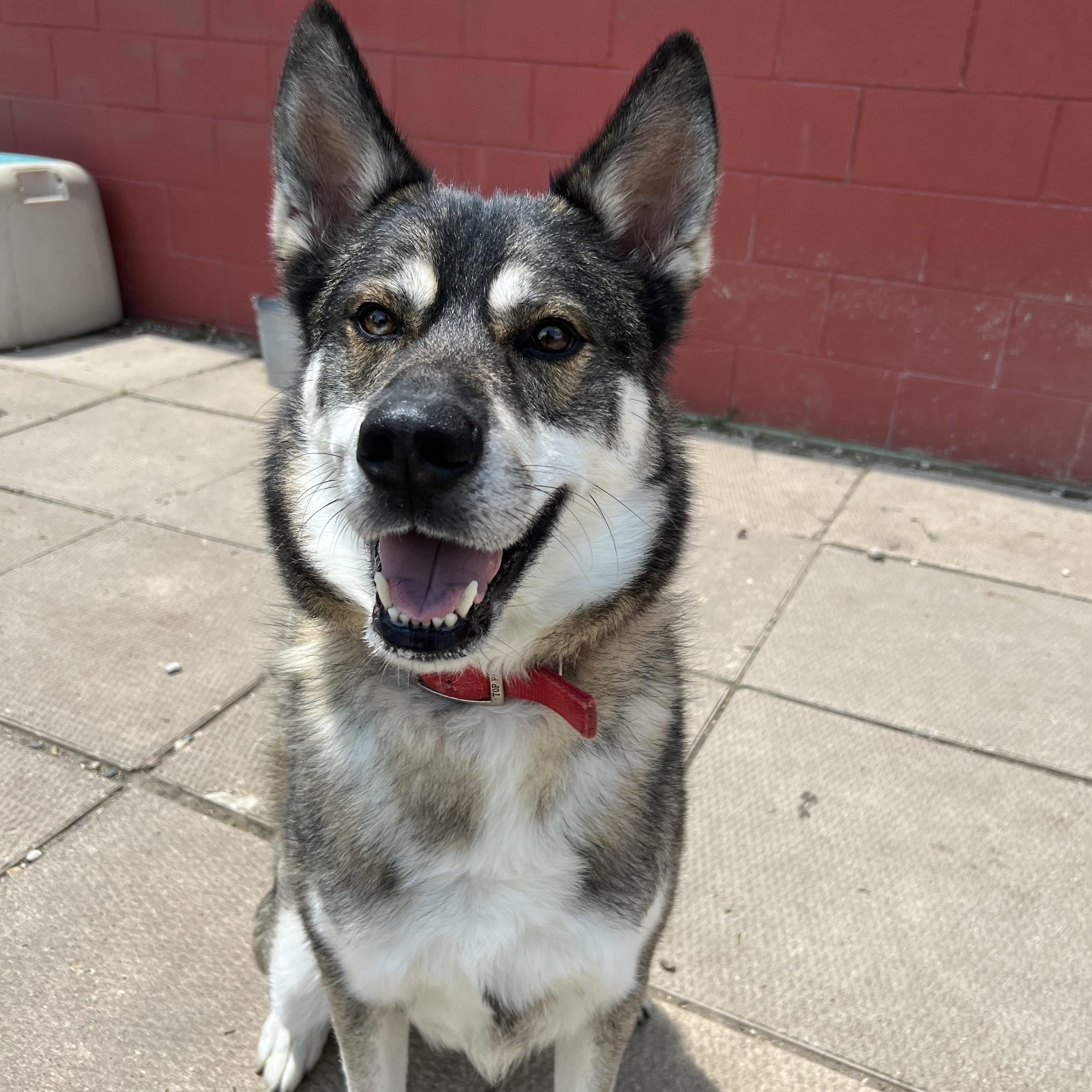 Major, a Adoptable mixed breed in Spencer, IA image 1/4