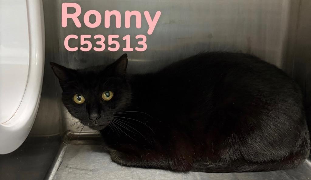 Ronny, a Adoptable mixed breed in Clarksville, TN image 1/2