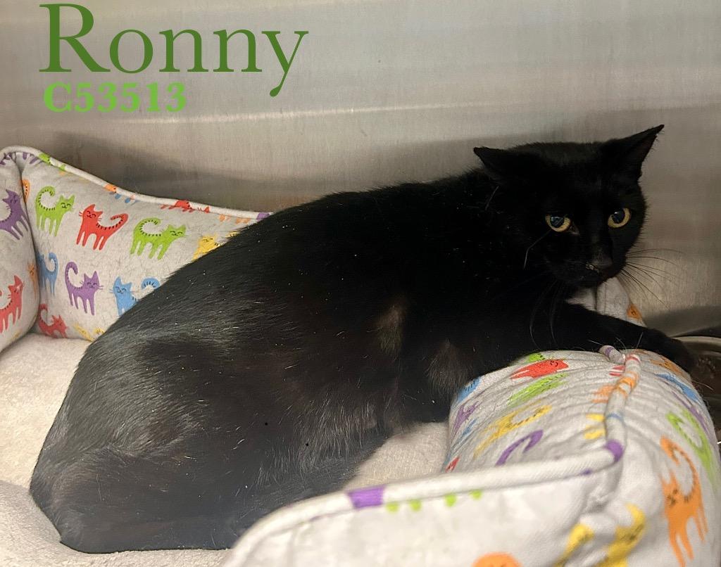 Ronny, a Adoptable mixed breed in Clarksville, TN image 2/2