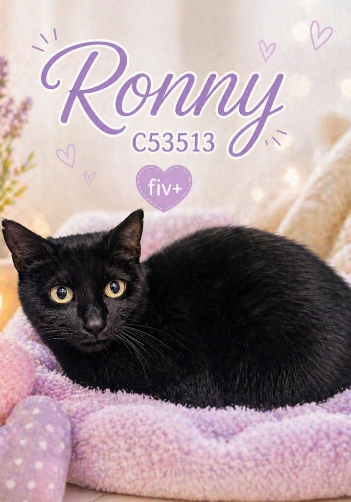 Enlarge Ronny, a Adoptable mixed breed in Clarksville, TN image 3/3