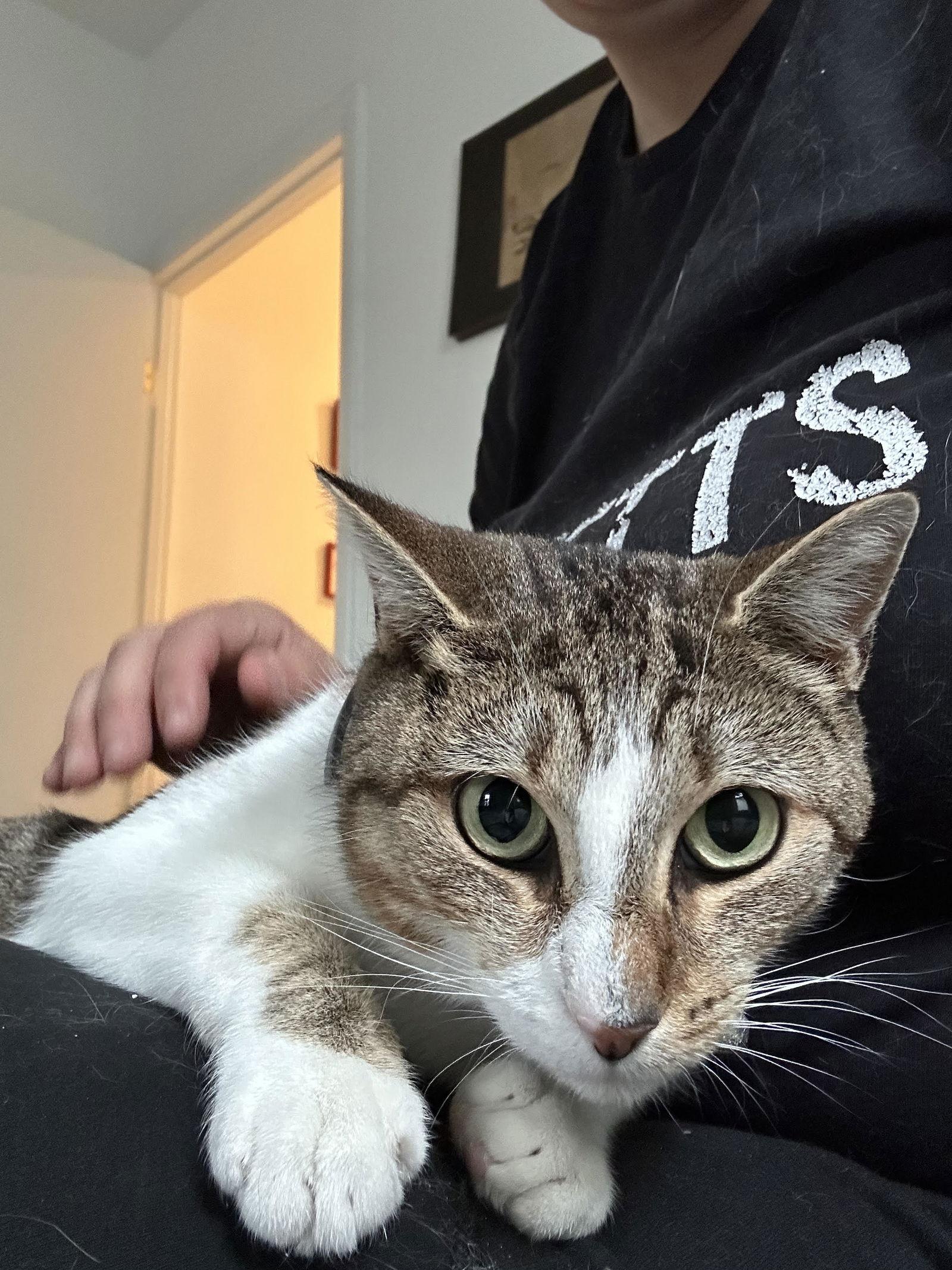 Enlarge Airy, a Adoptable Domestic Short Hair in Philadelphia, PA image 1/3