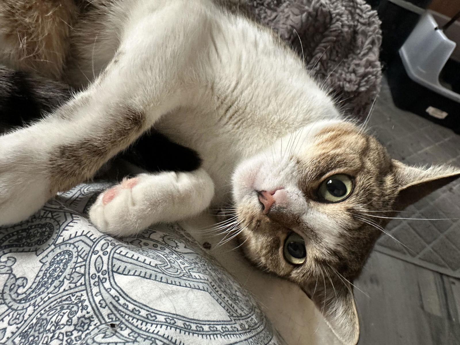 Enlarge Airy, a Adoptable Domestic Short Hair in Philadelphia, PA image 3/3