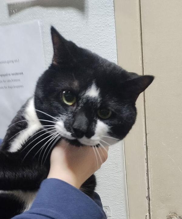 26-02-0409 Clark, Adoptable, Adult Male Domestic Short Hair.