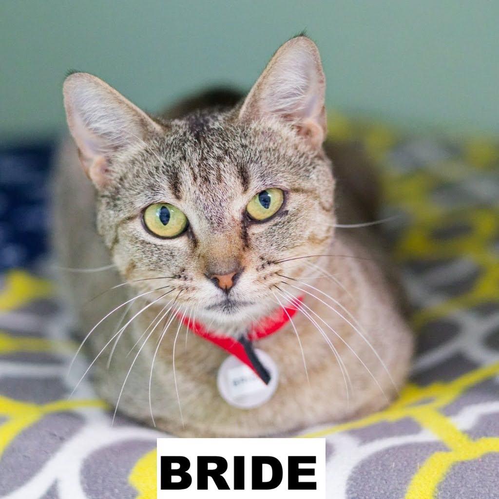 Bride, Adoptable, Young Female Domestic Short Hair.