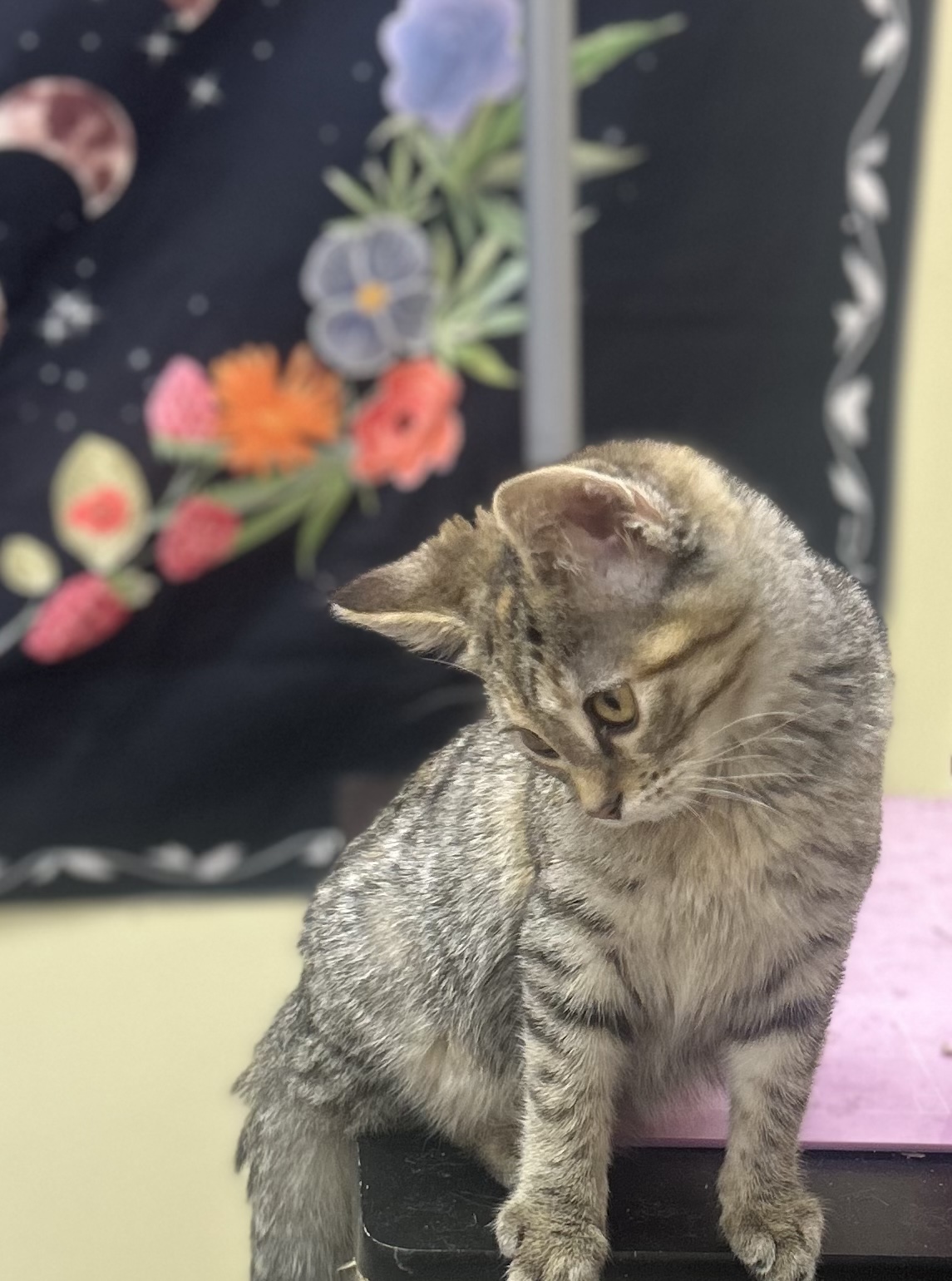 Enlarge Octavia, a Adoptable Domestic Medium Hair in Bloomsdale, MO image 5/5