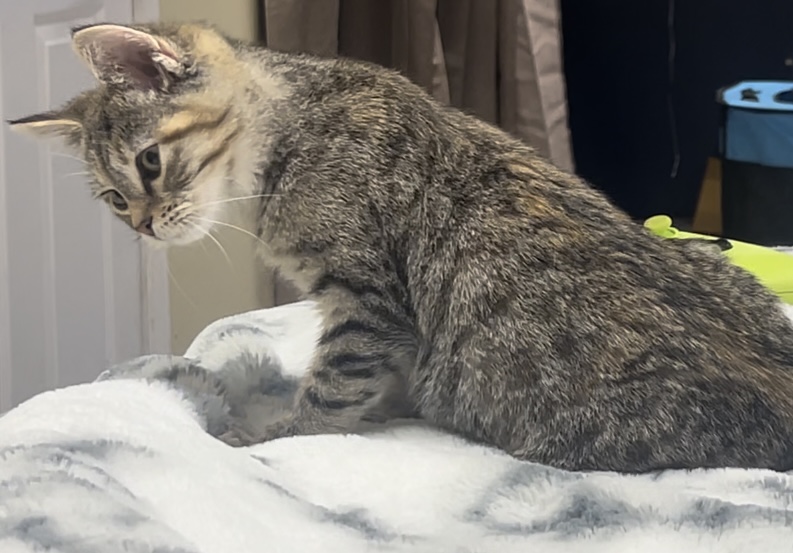 Enlarge Octavia, a Adoptable Domestic Medium Hair in Bloomsdale, MO image 2/5