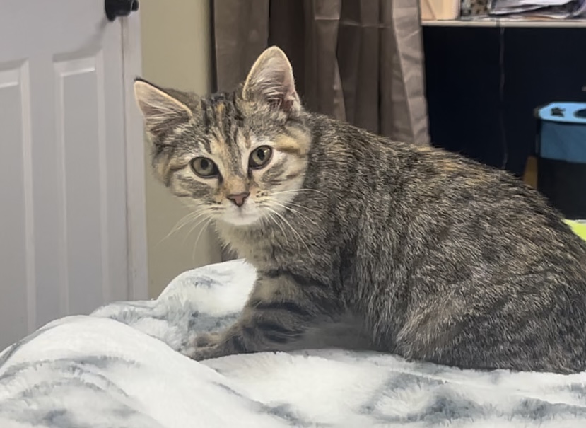 Enlarge Octavia, a Adoptable Domestic Medium Hair in Bloomsdale, MO image 4/5