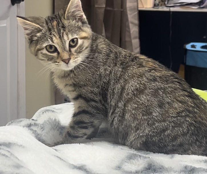 Enlarge Octavia, a Adoptable Domestic Medium Hair in Bloomsdale, MO image 3/5