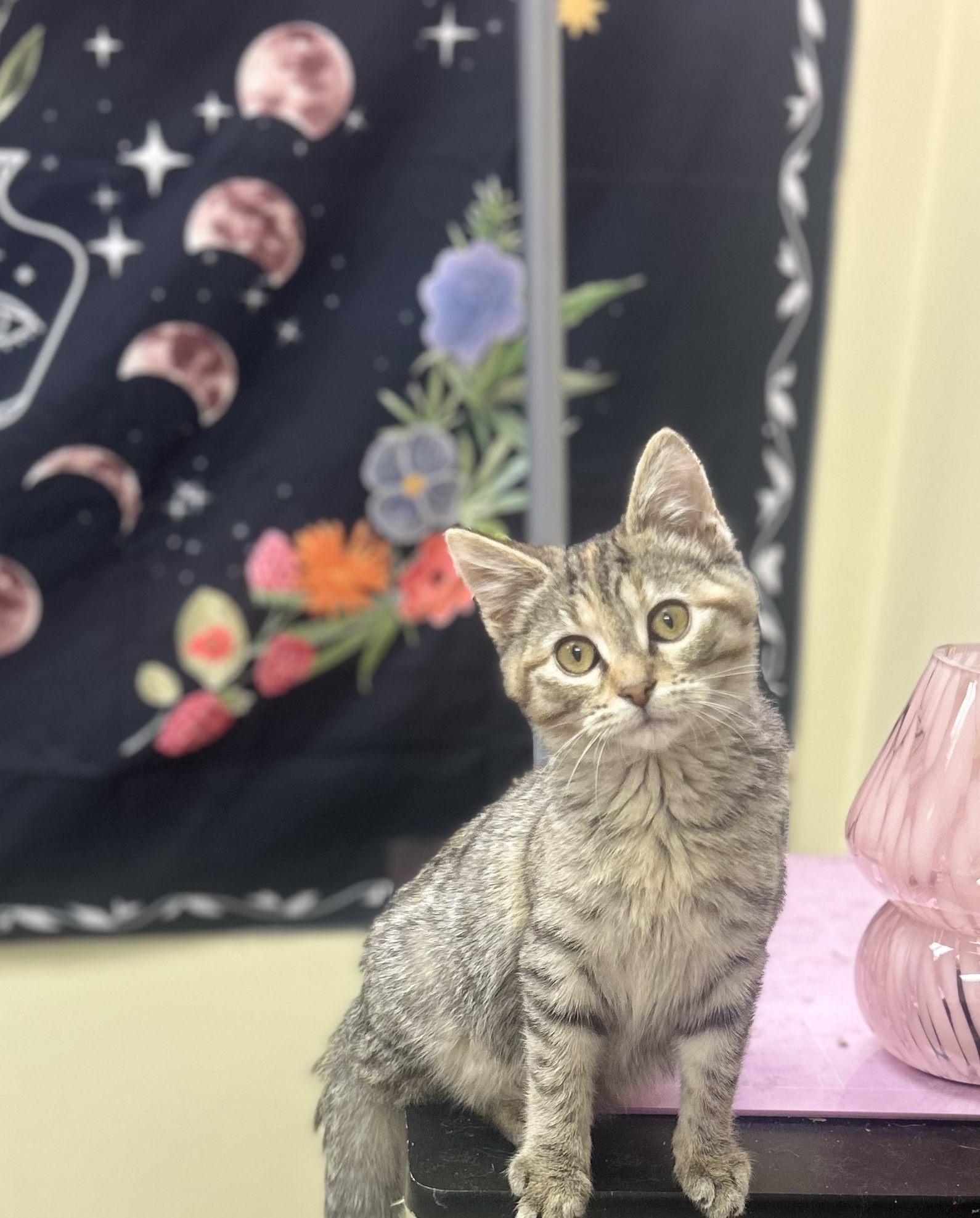 Octavia, Adoptable, Kitten Female Domestic Medium Hair.