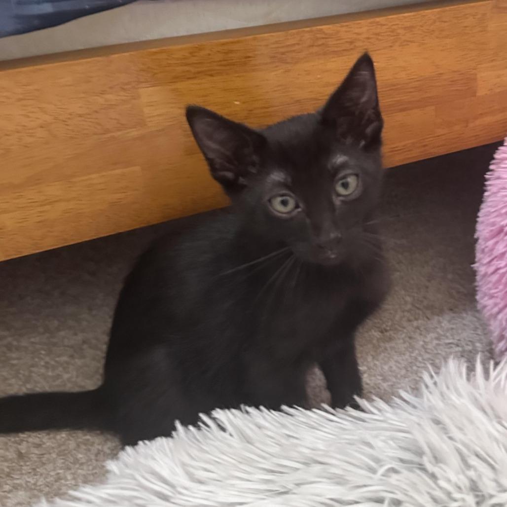 Vince, Adoptable, Kitten Male Domestic Short Hair.