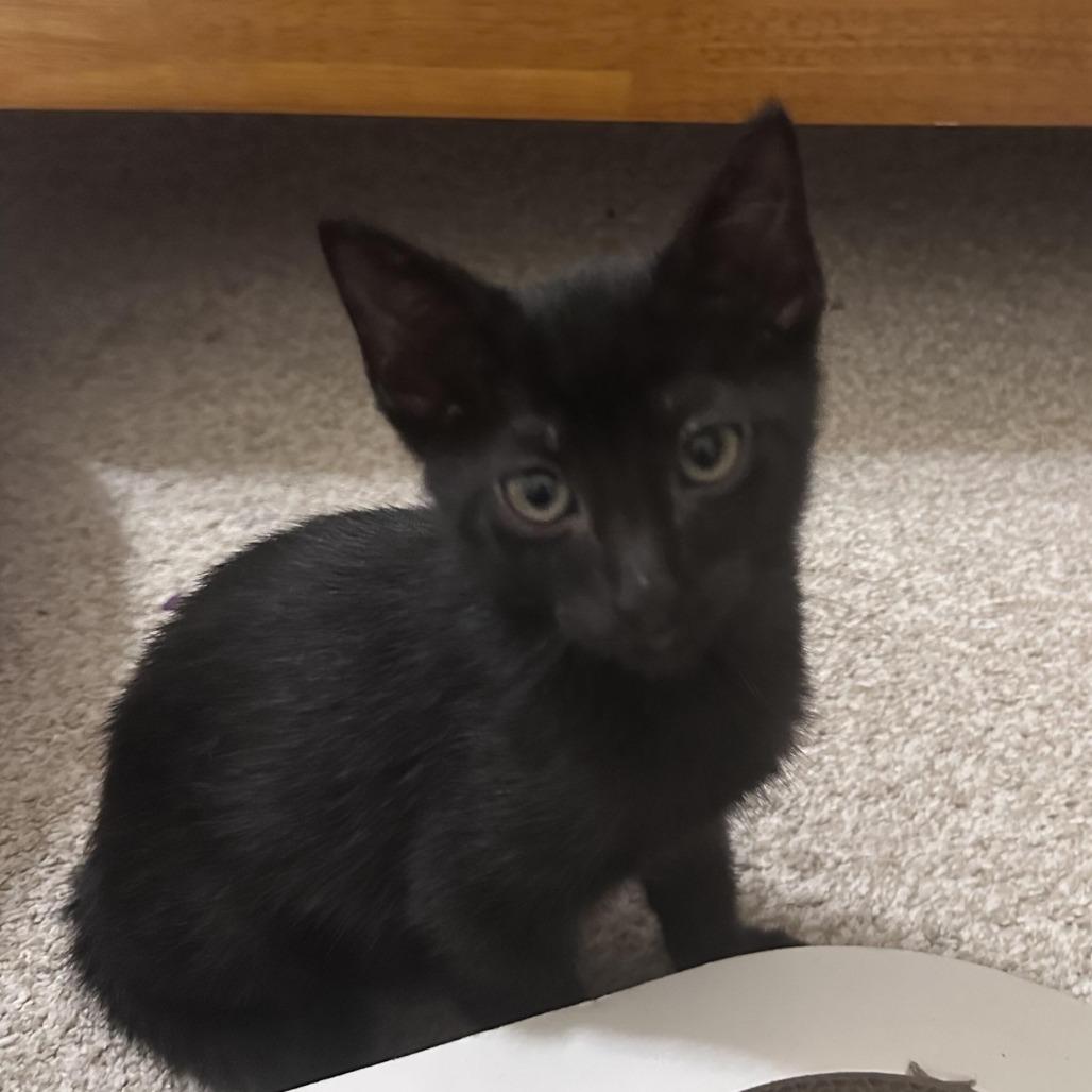 Vince, a Adoptable Domestic Short Hair in Prosper, TX image 2/6