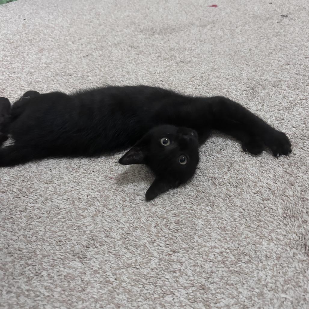 Vince, a Adoptable Domestic Short Hair in Prosper, TX image 4/6