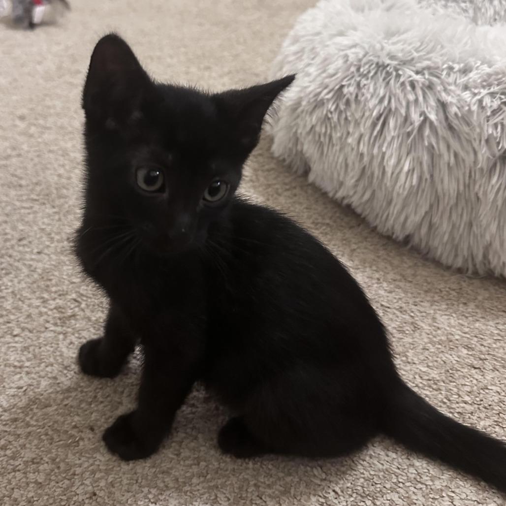 Vince, a Adoptable Domestic Short Hair in Prosper, TX image 5/6