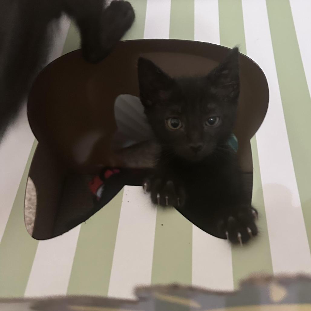 Vince, a Adoptable Domestic Short Hair in Prosper, TX image 6/6