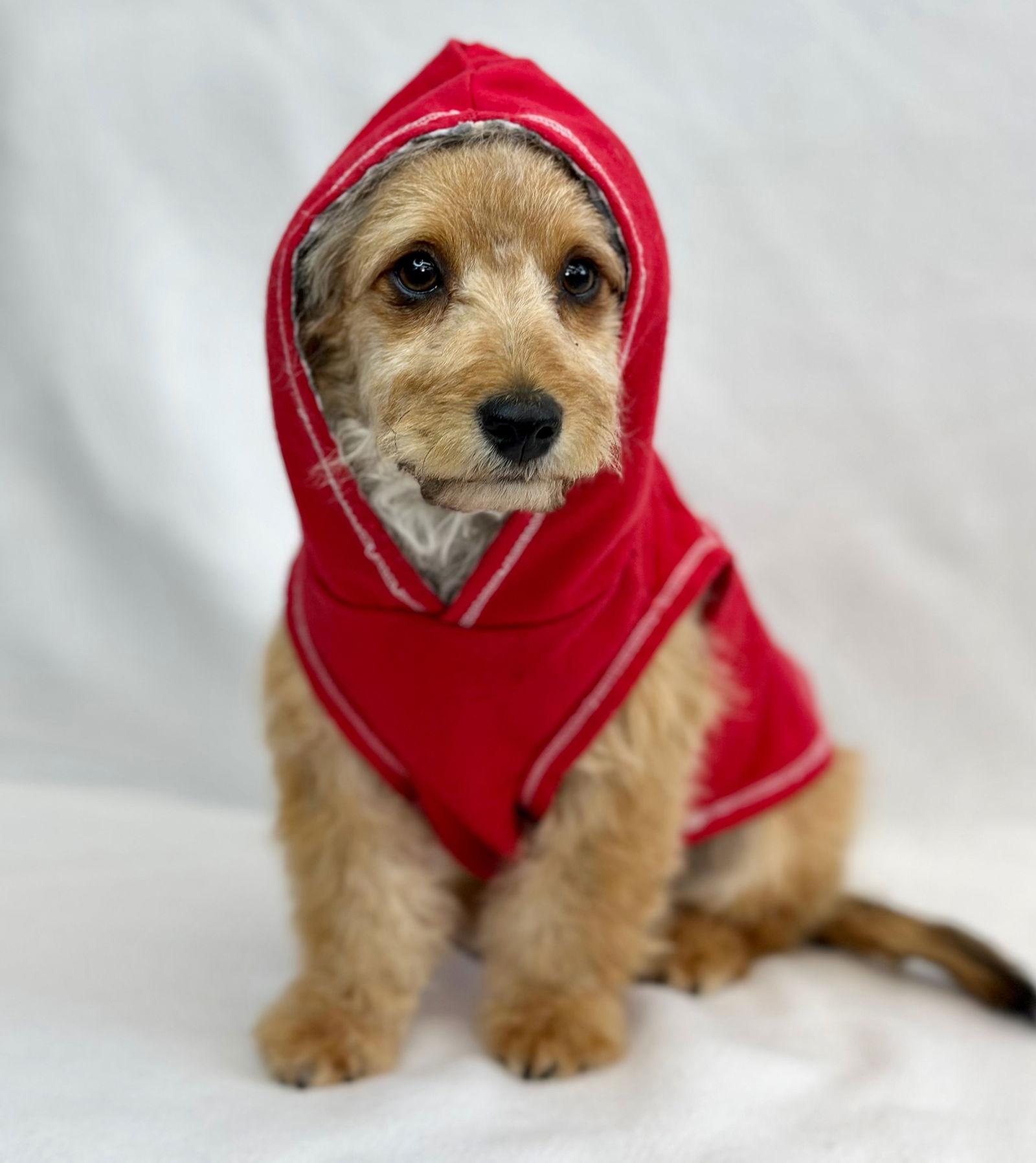 Enlarge Horseshoe, a Adoptable mixed breed in Palo Alto, CA image 1/3