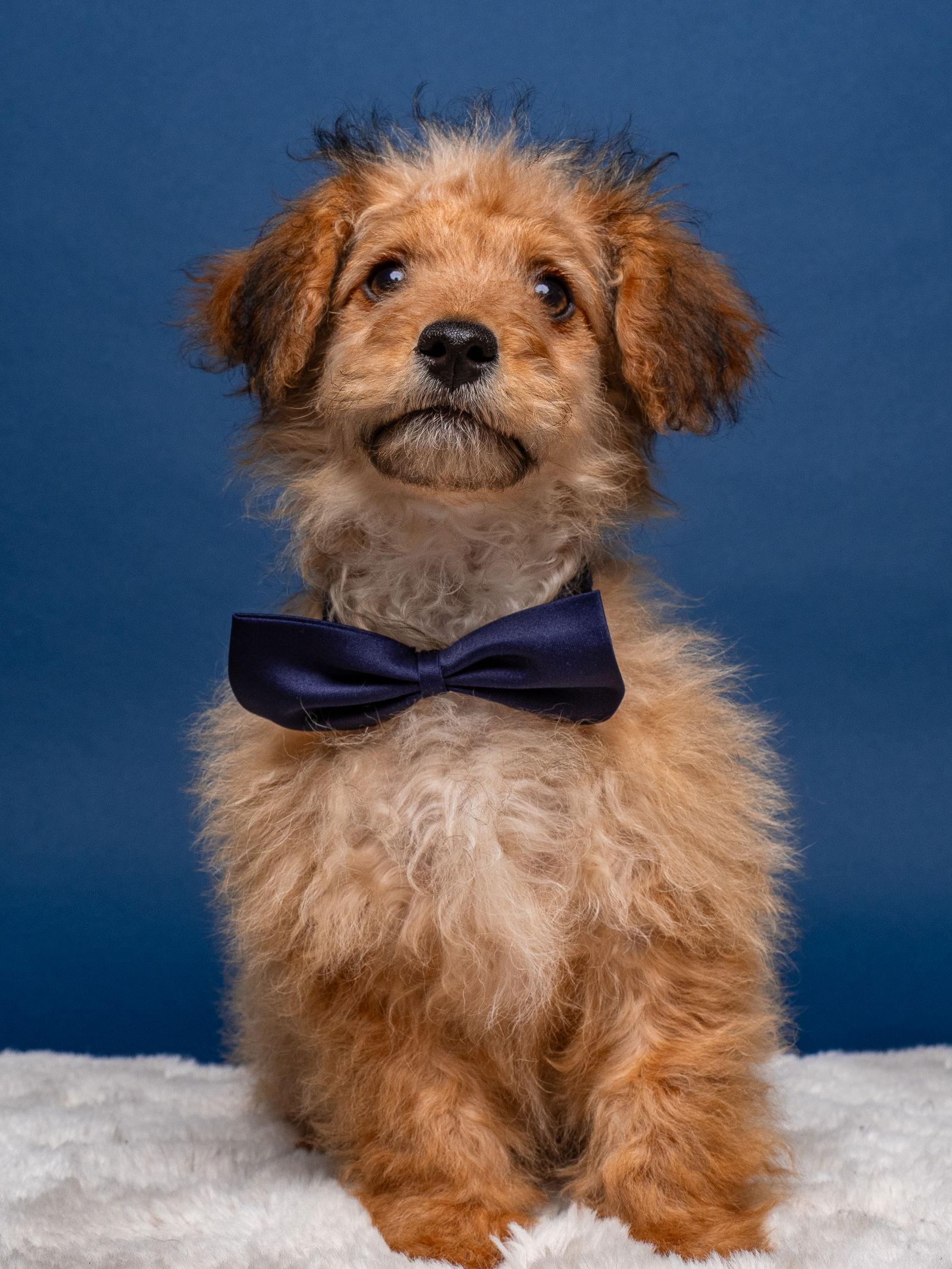 Horseshoe, Adoptable, Puppy Male Poodle & Yorkshire Terrier.