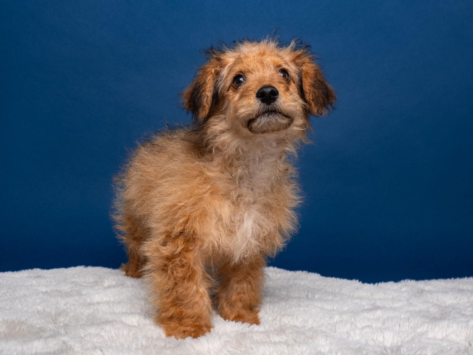 Enlarge Horseshoe, a Adoptable mixed breed in Palo Alto, CA image 2/3