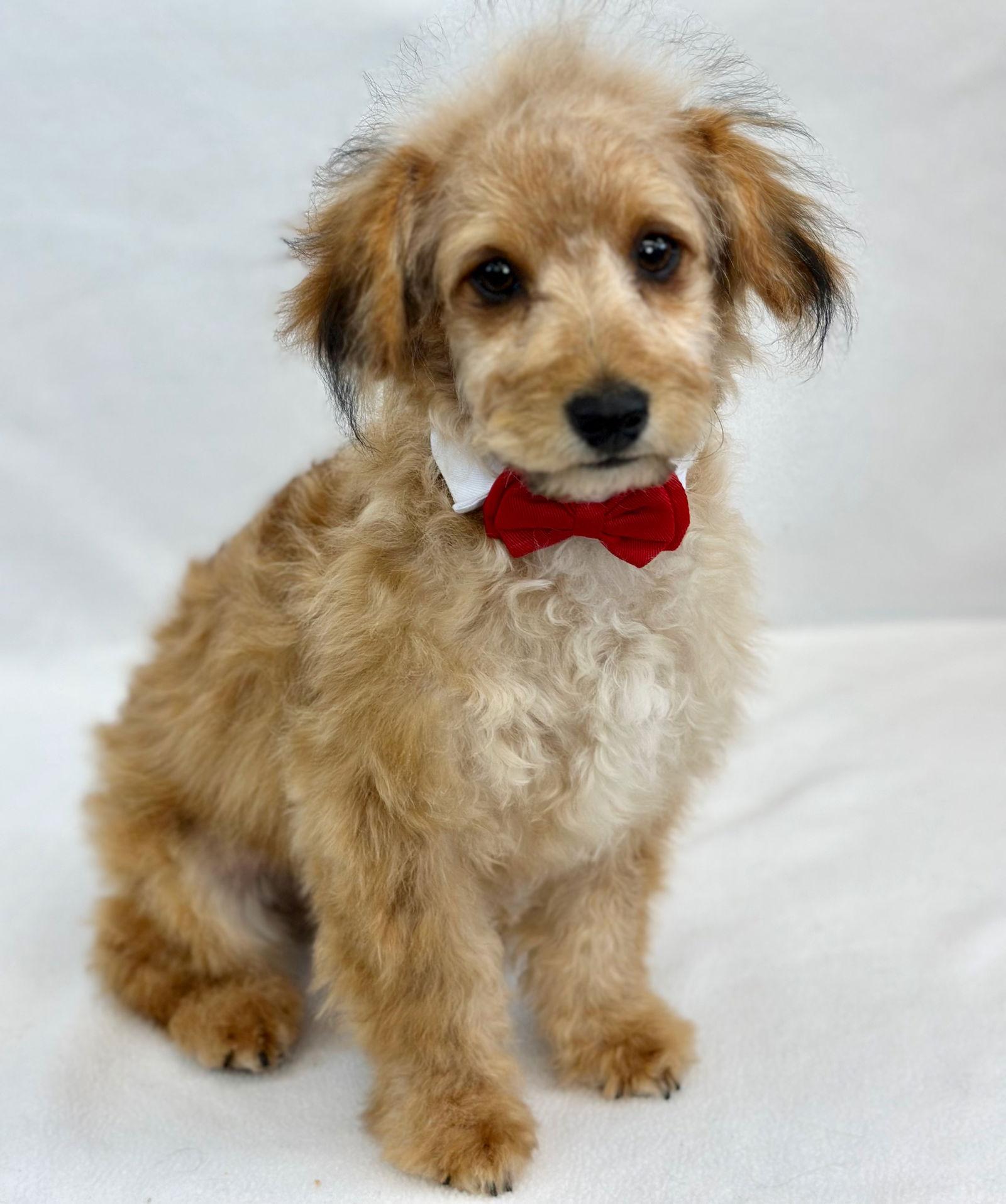 Enlarge Horseshoe, a Adoptable mixed breed in Palo Alto, CA image 2/3