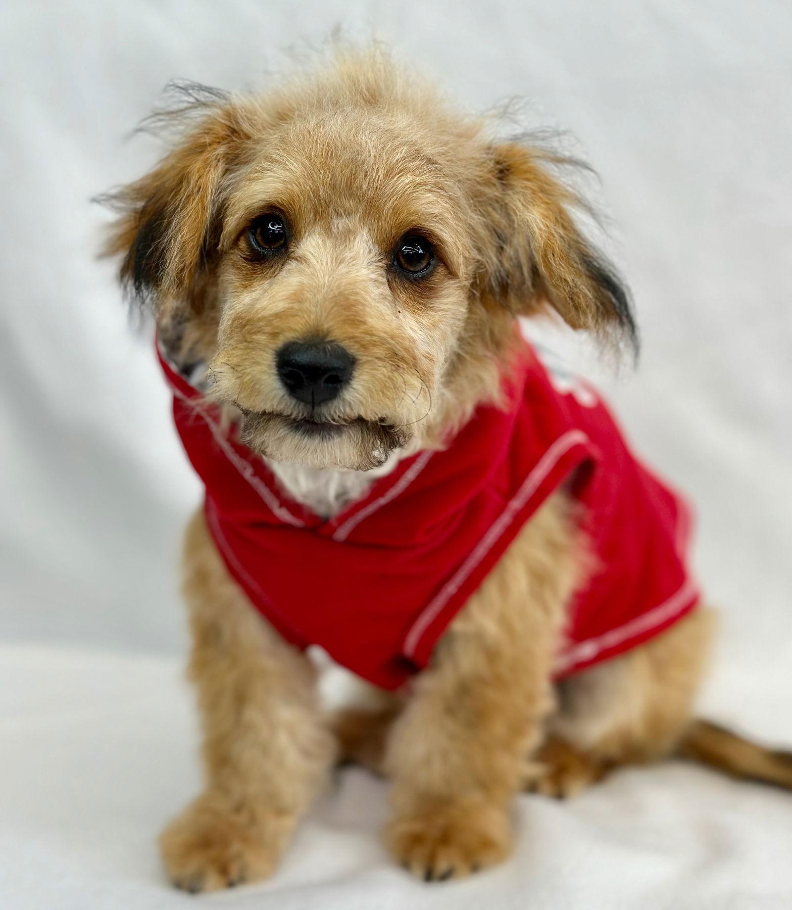 Enlarge Horseshoe, a Adoptable mixed breed in Palo Alto, CA image 3/3