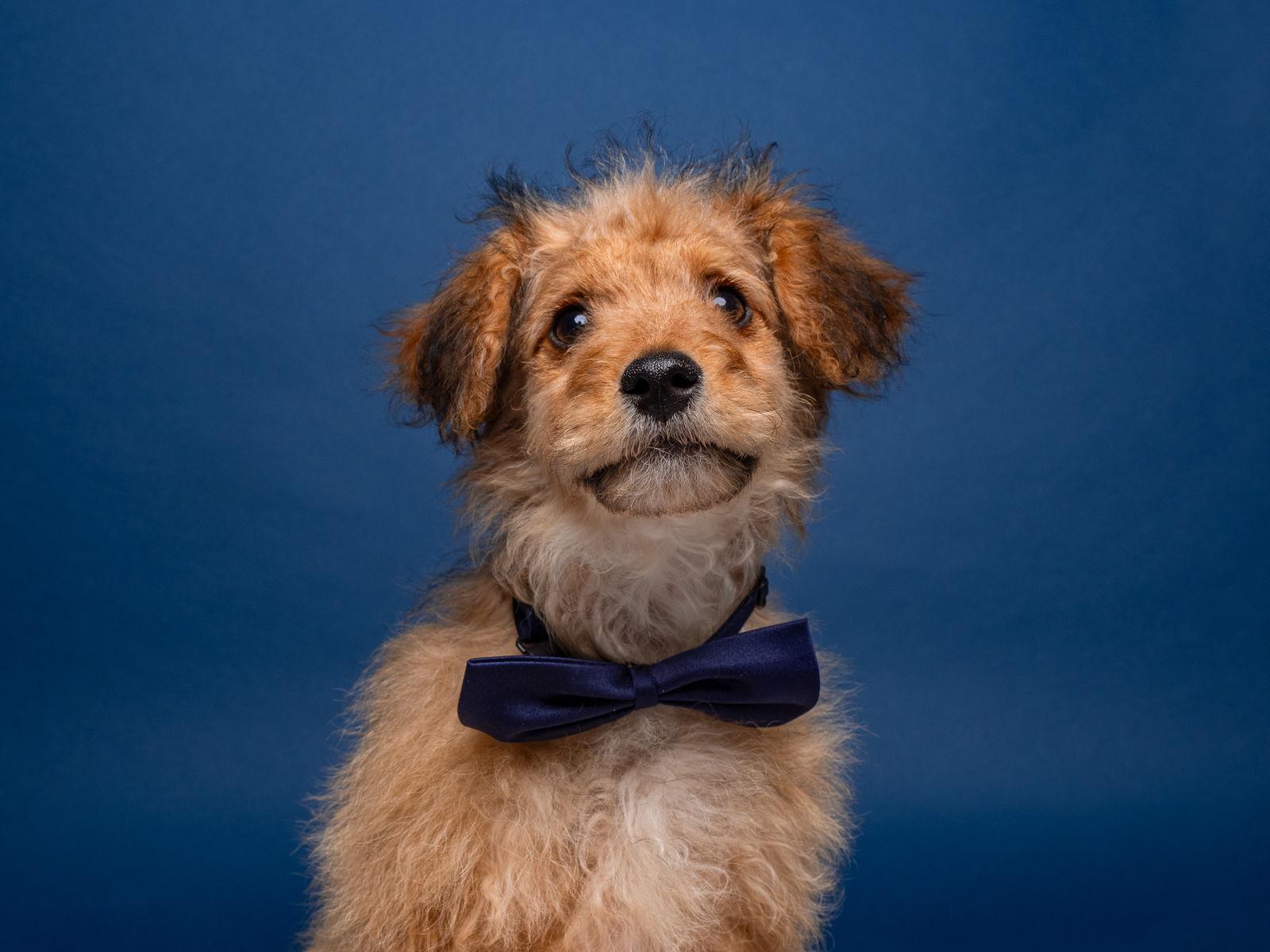 Enlarge Horseshoe, a Adoptable mixed breed in Palo Alto, CA image 3/3