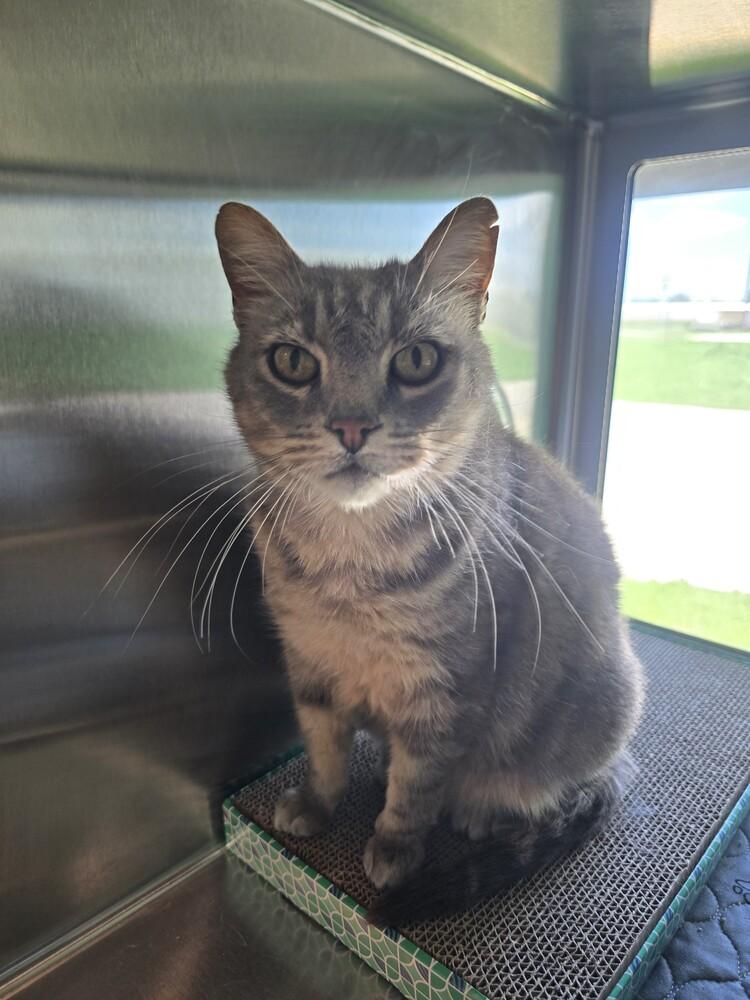 Enlarge Ellie Mae, a Adoptable mixed breed in Wellington, KS image 1/2