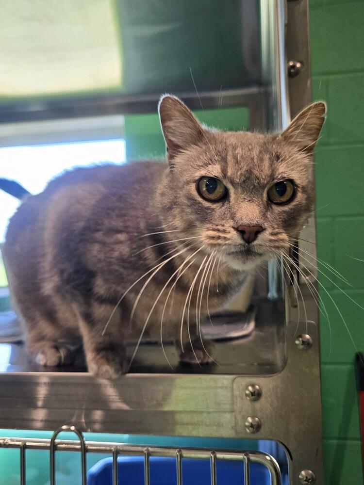 Enlarge Ellie Mae, a Adoptable mixed breed in Wellington, KS image 2/2