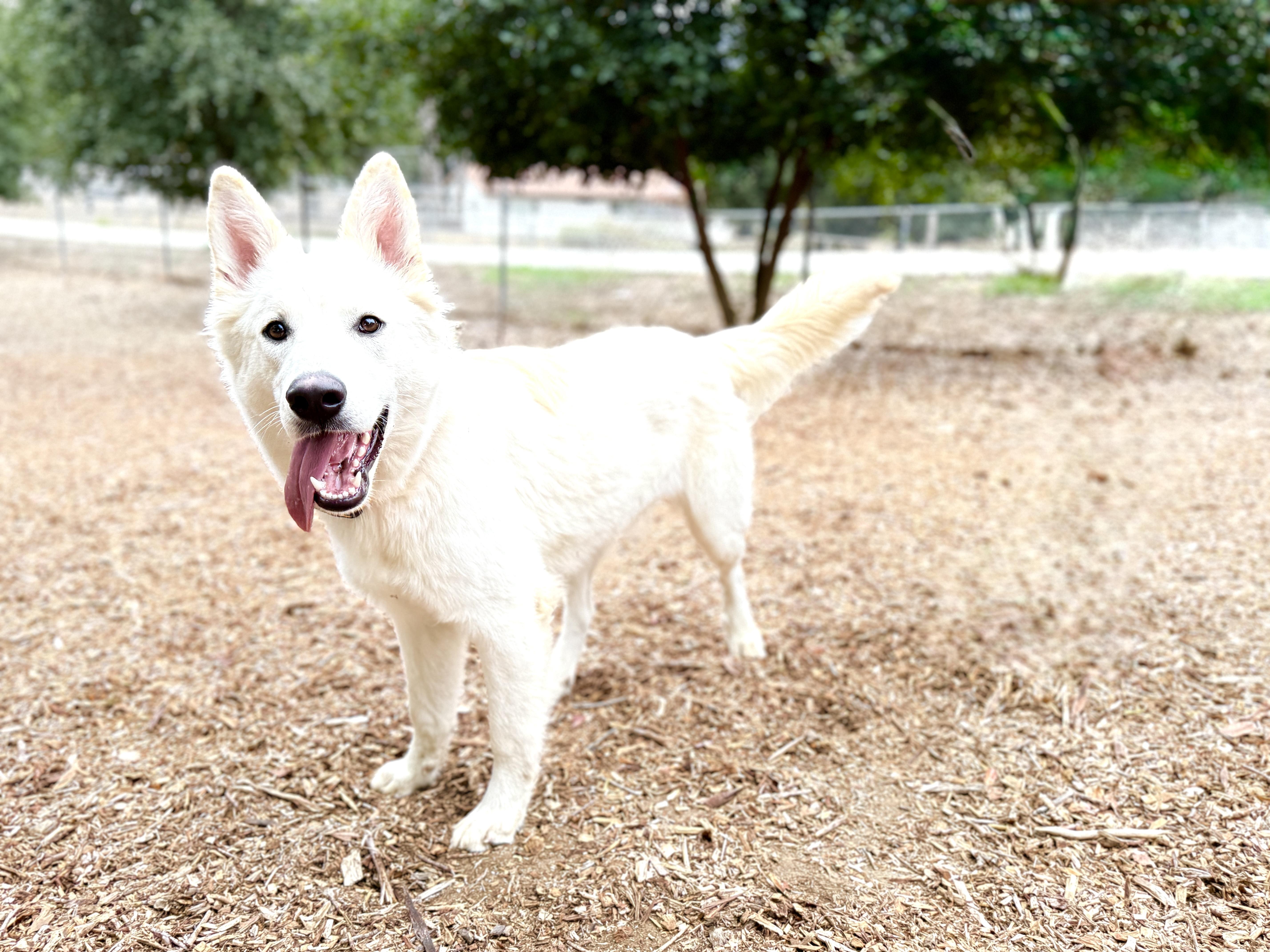 Bodie, adopted, Adult Male German Shepherd Dog.